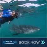 Whale Shark Swim & Balandra Bay Combo​